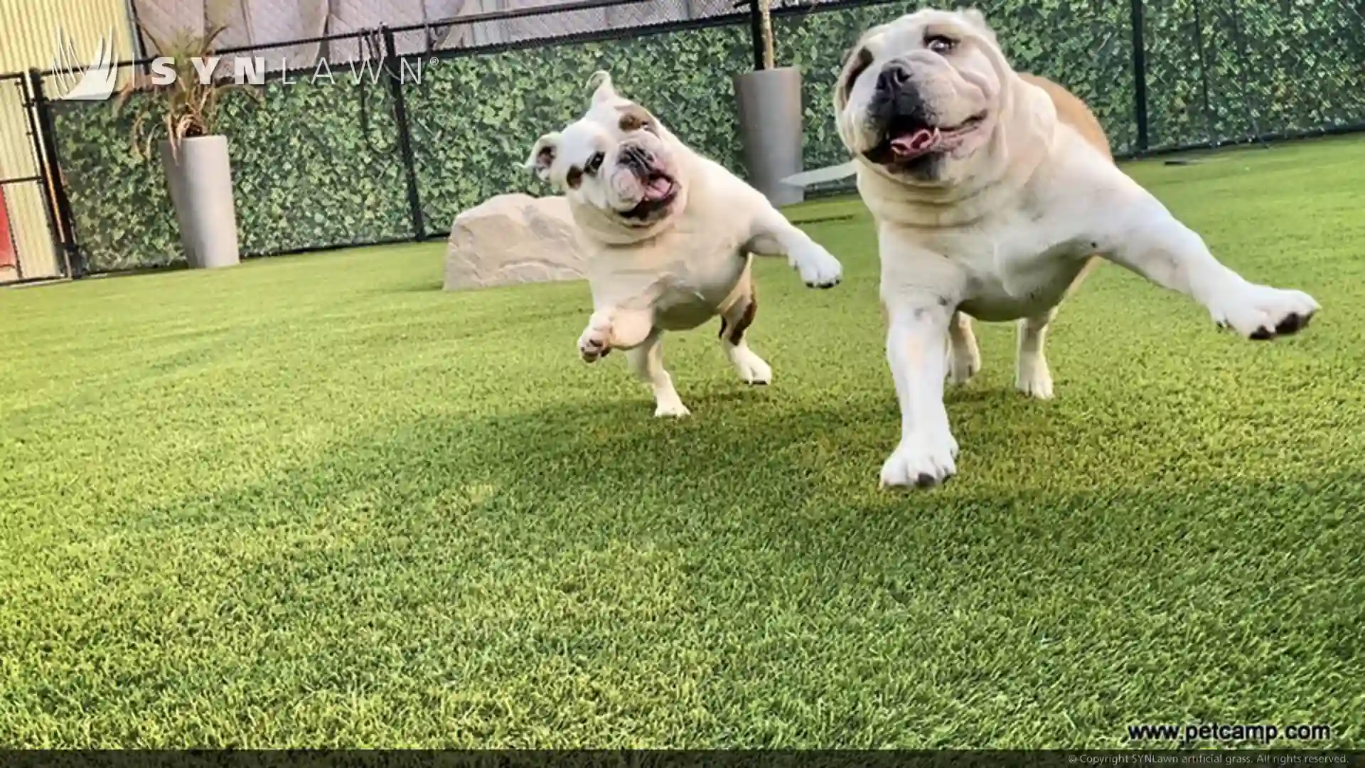 dogs playing on artificial turf lawn