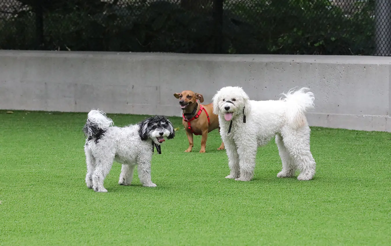 dogs playing on artificial grass lawn